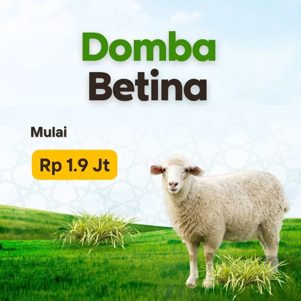 aqiqah domba betina muah albira aqiqah