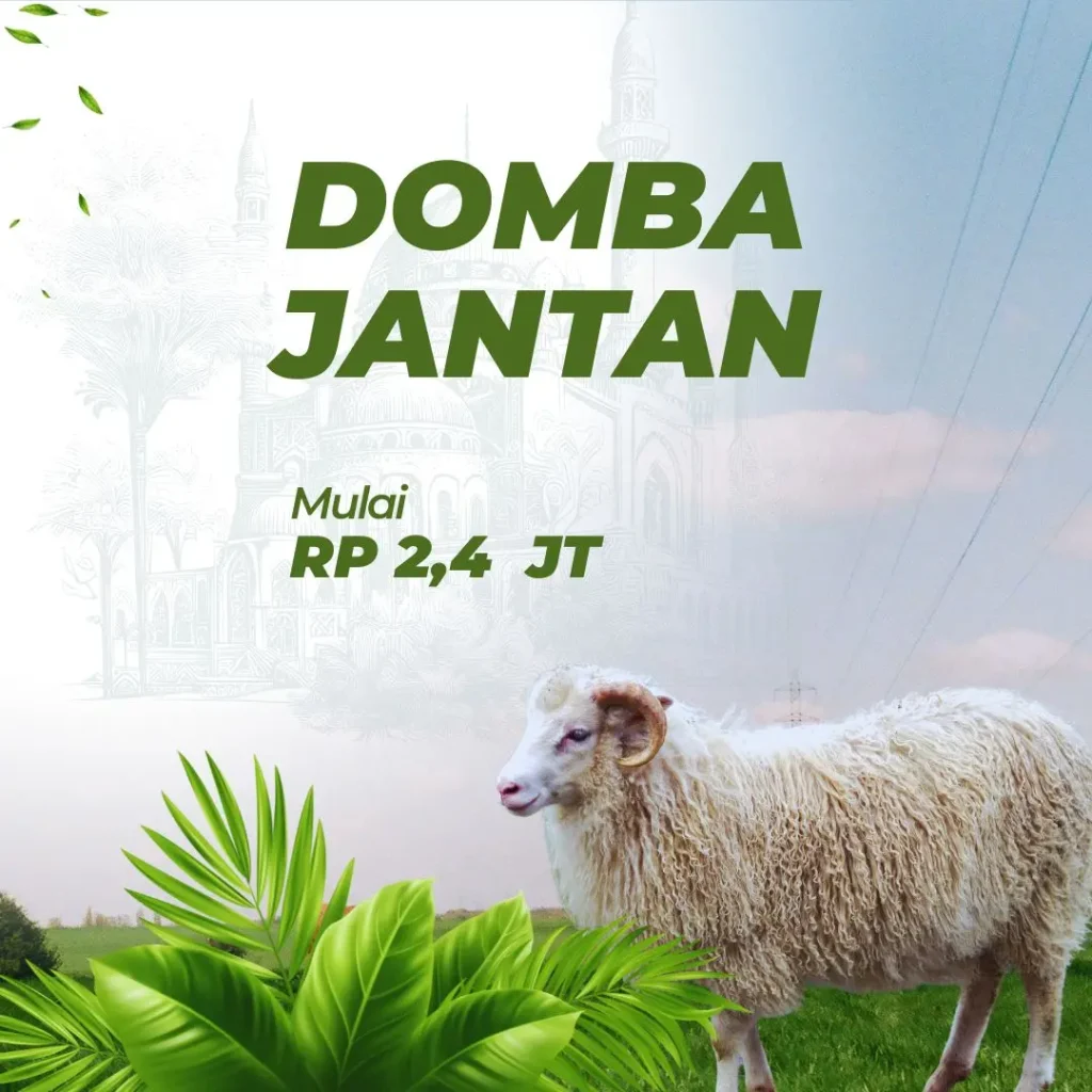 aqiqah domba jantan albira aqiqah